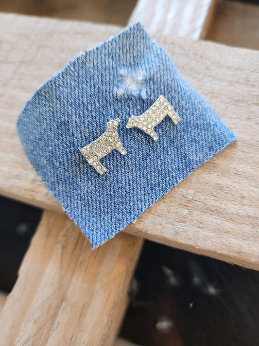 Show cow studs