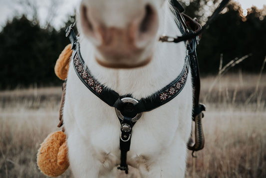 Black and Red Tack Set